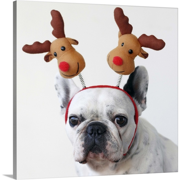 French bulldog headband cheap