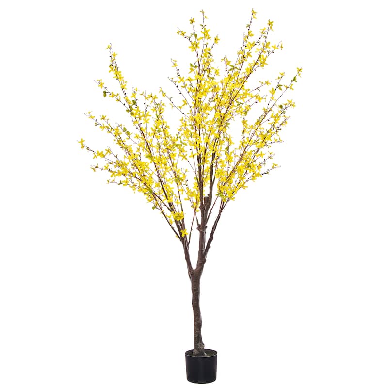 6' Forsythia Tree