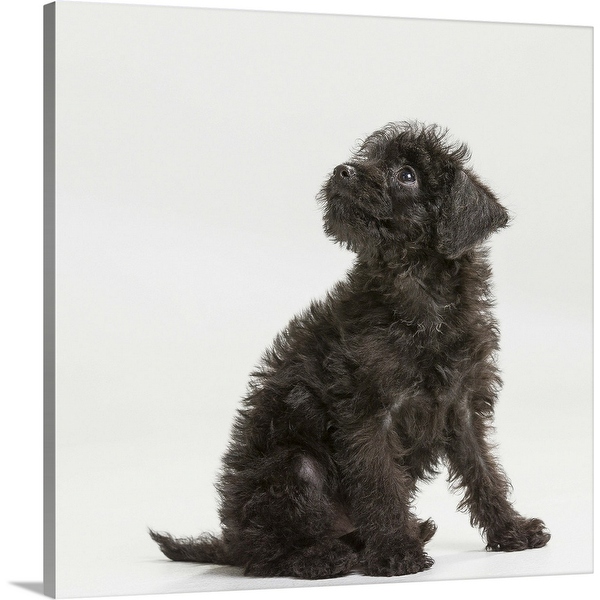 A Miniature Pinscher and Toy Poodle mix