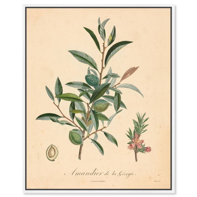 Almond of Georgia I Canvas by Art Remedy - White - 16" x 20"