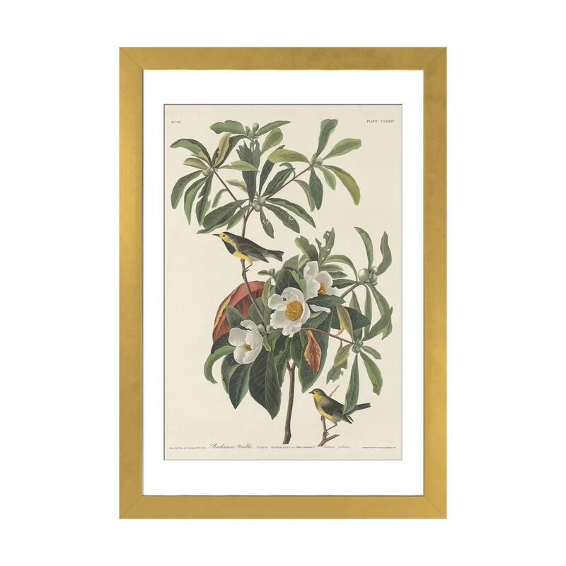 iCanvas "Bachman's Warbler & Franklinia" by John James Audubon - Gold - 32x24x1