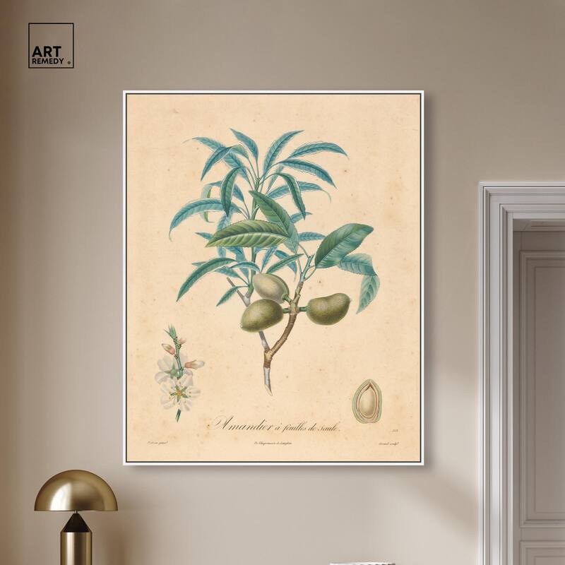 Almond of Georgia II Canvas by Art Remedy