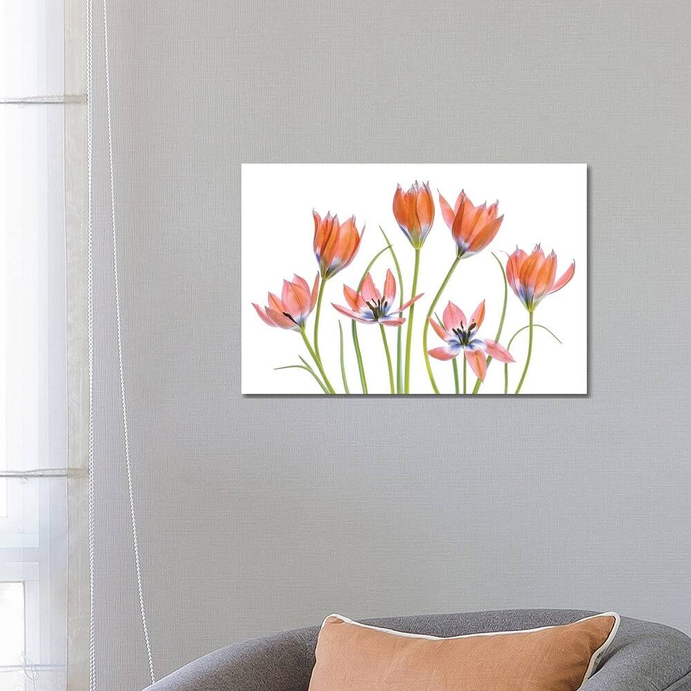 iCanvas "Apricot Tulips" by Mandy Disher Canvas Print