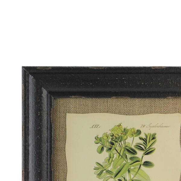 Shop 16 5 Botanic Beauty Decorative Euphorbiaceae Print With