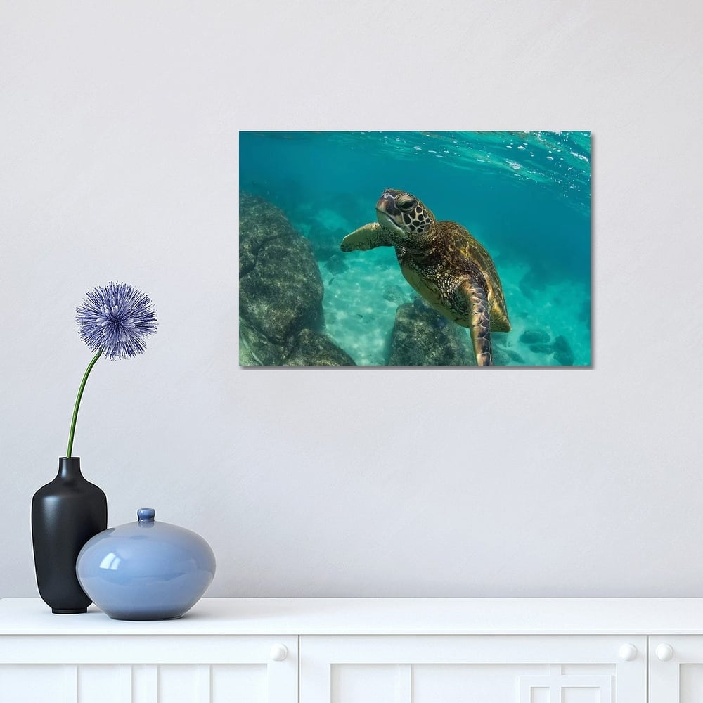 iCanvas "Green Sea Turtle Swimming In The Pacific Ocean, Hawaii, USA" by Panoramic Images Canvas Print