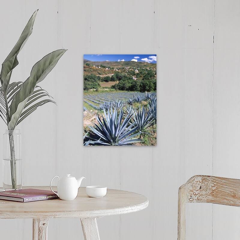 "Tequila Agave Cultivation Mexico" Canvas Wall Art - 16 x 20