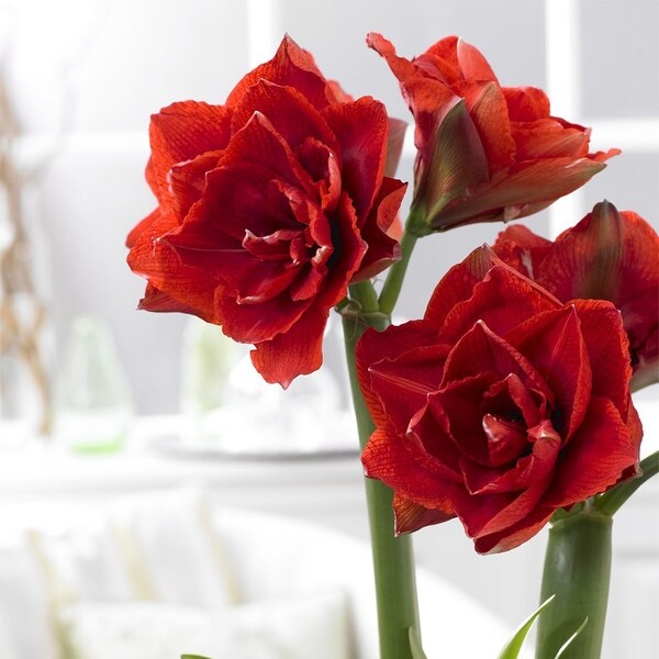 Van Zyverden Amaryllis Kit Cherry Nymph with Southwest Metal