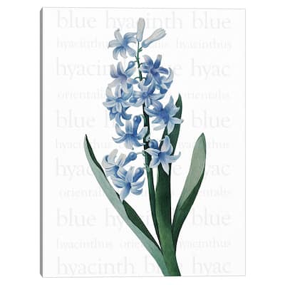 Blue Hyacinth Text Canvas Art Print