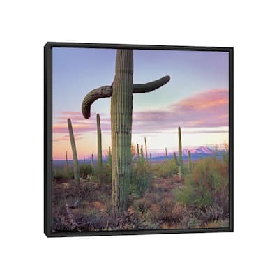 iCanvas "Saguaro Cactus Field With Sierrita Mountains In The Back, Saguaro Nat'l Park" by Tim Fitzharris Framed Canvas Print