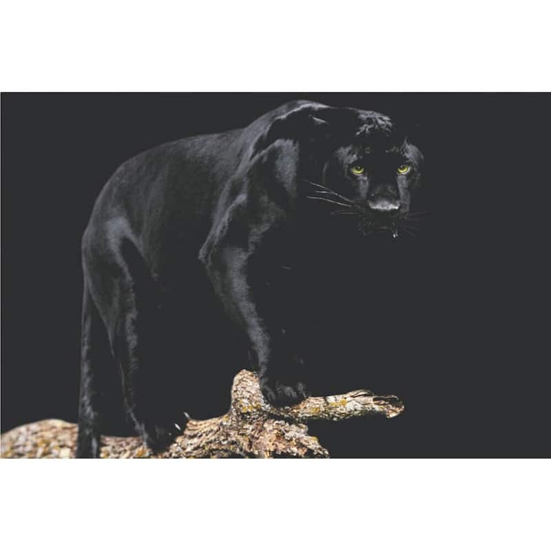 Black Panther Wildlife Art Poster - 36 x 24 Inch