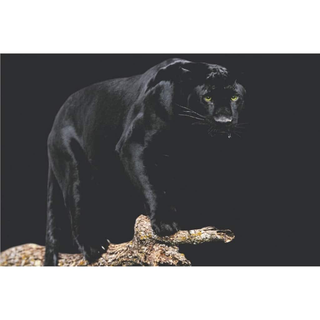 Black Panther Wildlife Art Poster - 36 x 24 Inch