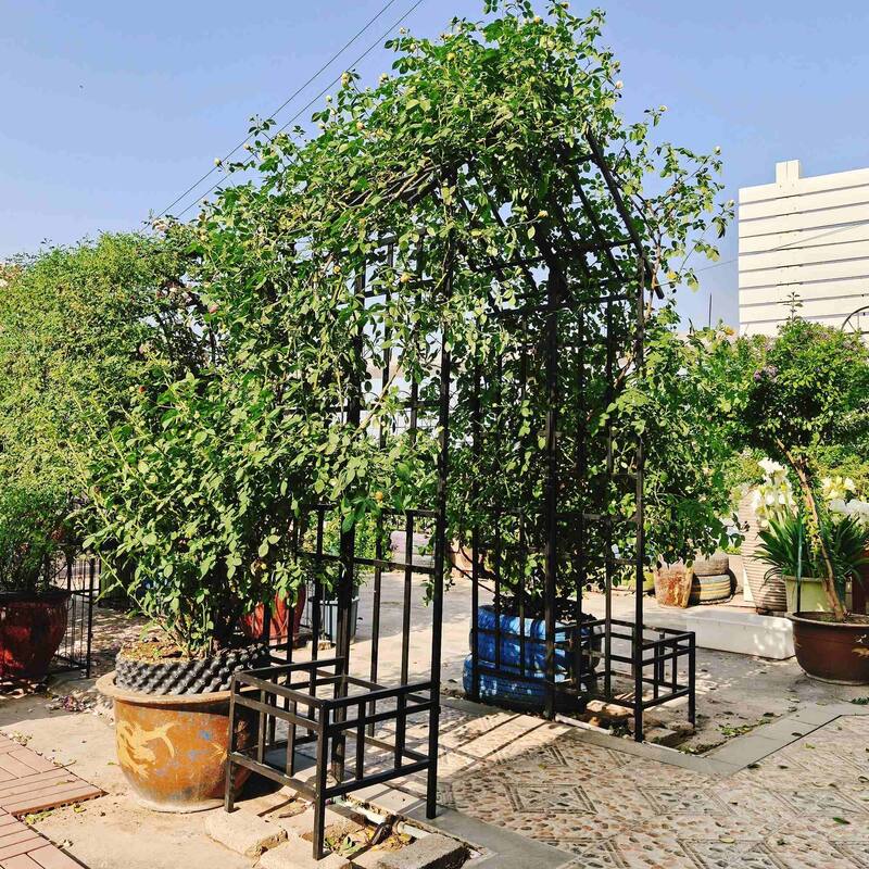 Adjustable Metal Arch Trellis for Climbing Garden Plants
