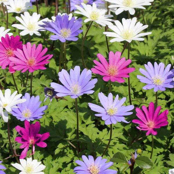 Anemone "Dutch Fireworks" Flower Bulbs Mix - 9 or 9 Bulbs