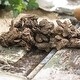 preview thumbnail 2 of 2, Van Zyverden Wind Flowers Anemone Blanda Mixed Set of 100 Bulbs