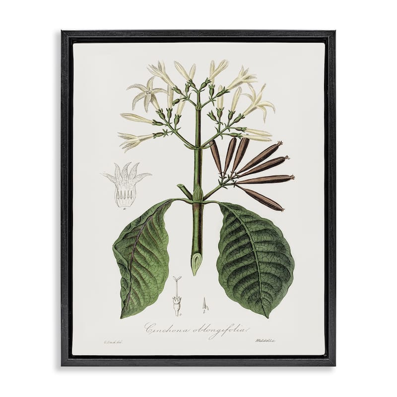 Stupell Vintage Flora Study Framed Floater Canvas Wall Art Design By CAD Designs - 17 x 21 - Black