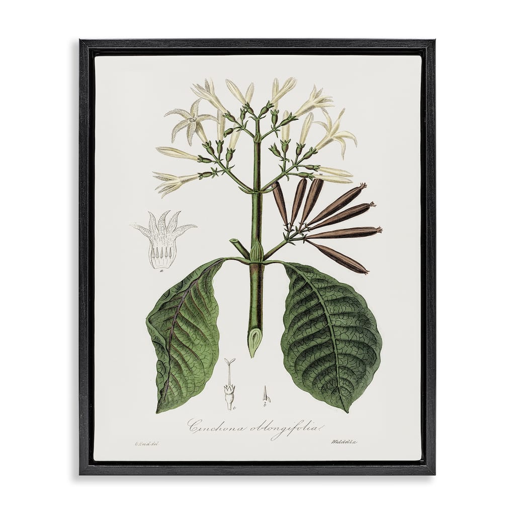 Stupell Vintage Flora Study Framed Floater Canvas Wall Art Design By CAD Designs