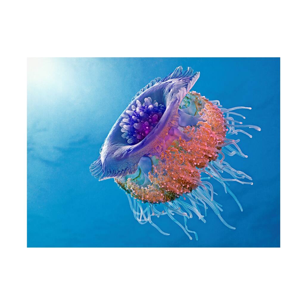 Henry Jager 'Crown Jellyfish' Canvas Art