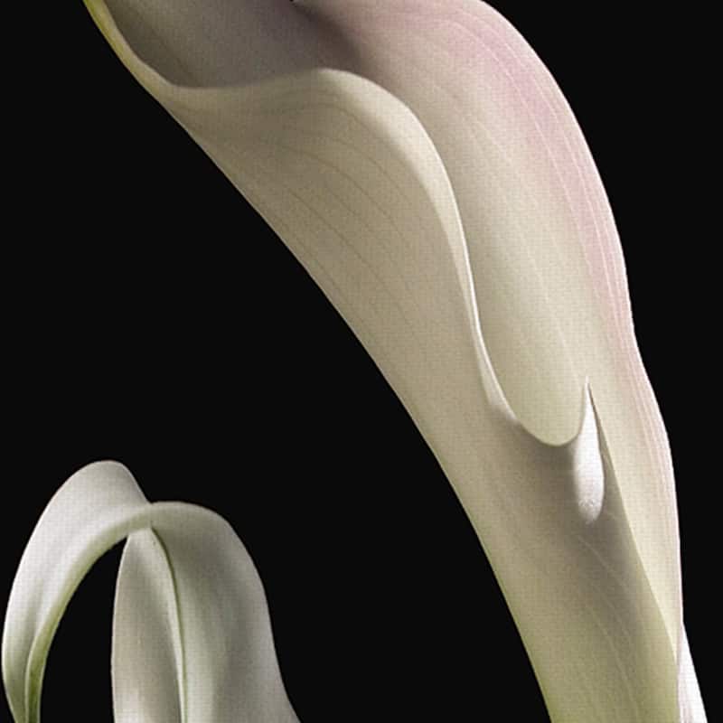Calla Lilies Panel II Canvas Art Print