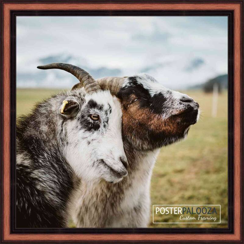 11x11 Traditional Walnut Complete Wood Square Picture Frame with UV Acrylic, Foam Board Backing, & Hardware