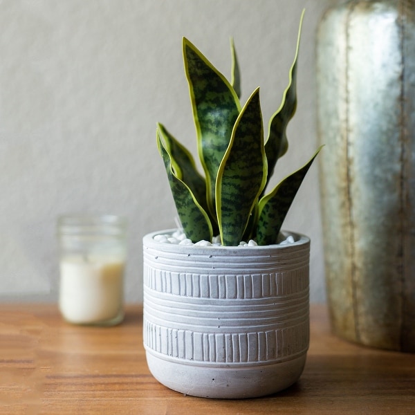 12"H Artificial Snake plant in 4.75" Pueblo Cement Pot - ONE-SIZE. Opens flyout.