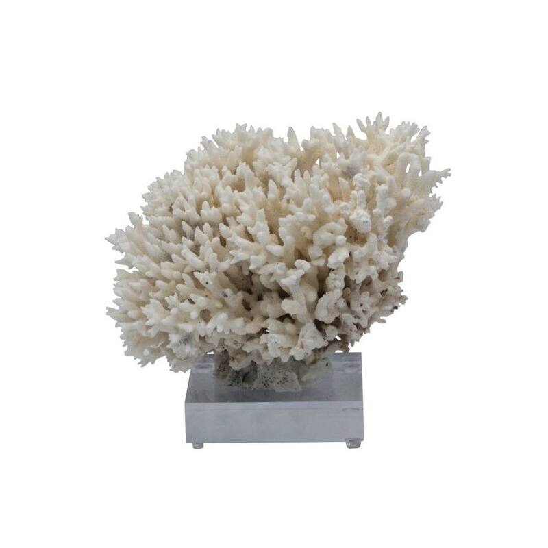 Birdsnest Coral 8-10 Inch On Acrylic Base