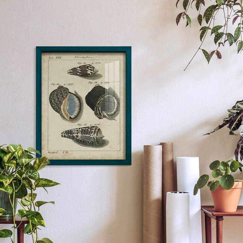Vintage Shell Study III -Framed Print w/glass-Cherry Red