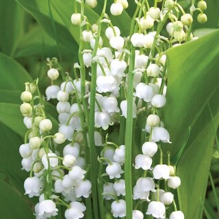 Van Zyverden Lily Of The Valley Set of 10 Roots - Bed Bath
