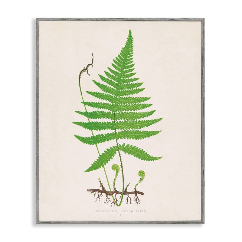 Stupell Curled Budding Fern Sprigs Framed Giclee Art Design By Phillipa Katz - 24 x 30 - Grey