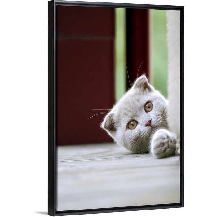 Scottish Fold Kitten On Balcony Black Float Frame Canvas Art Overstock 25496502 Find scottish fold in cats & kittens for rehoming | 🐱 find cats and kittens locally for sale or adoption in toronto (gta) : scottish fold kitten on balcony black float frame canvas art