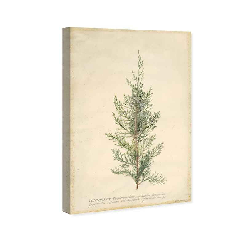 Wynwood Studio Canvas Floral and Botanical Juniper Green and Dark Green Traditional Wall Art Canvas Print
