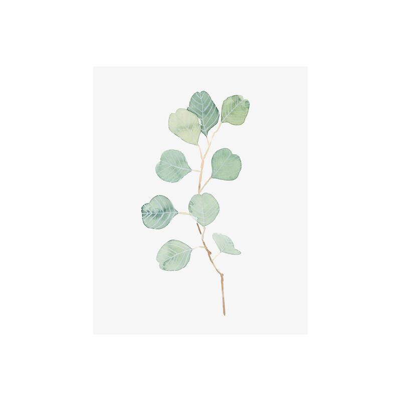 Soft Eucalyptus Branch IV (28 x 35) Canvas Art Print - Small