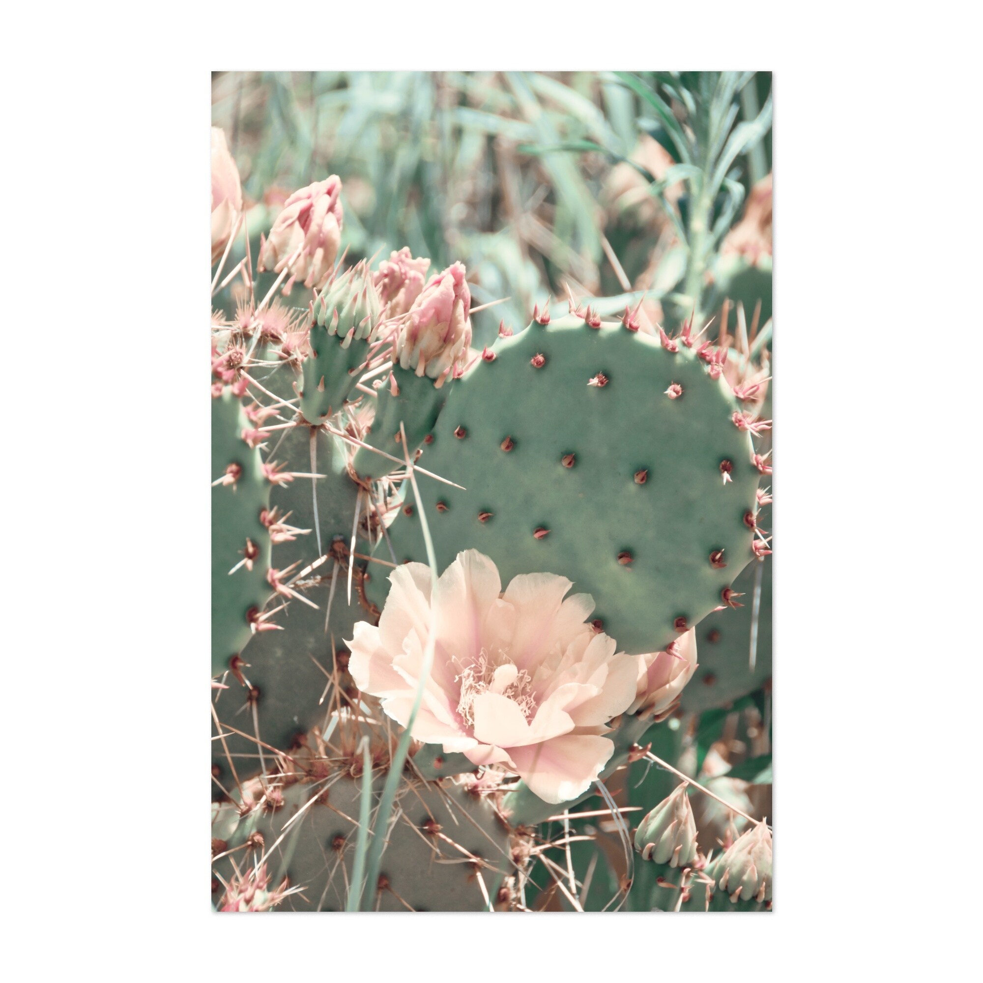 Amarillo Texas Cactus Flower Photography Desert Art Print/Poster - Bed Bath  & Beyond - 34916220