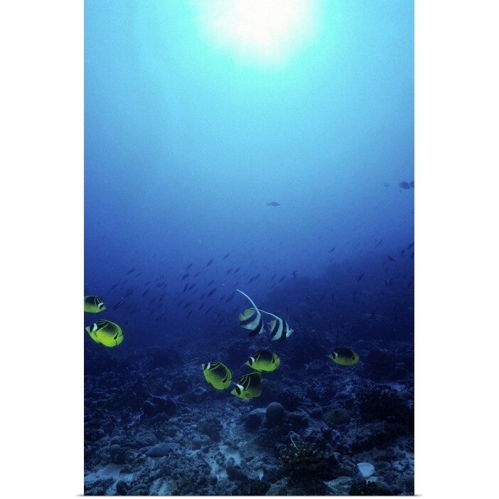 Shop Tropical Fish Glide Through The Warm Waters Around Christmas Island Kiribati Poster Print On Sale Overstock 23574485