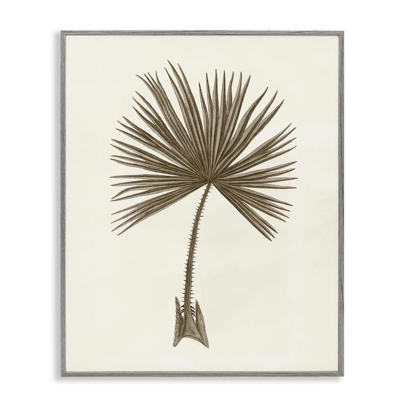 Stupell Vintage Study of Palm Leaf Framed Giclee Art Design By Phillipa Katz - 11 x 14 - Grey