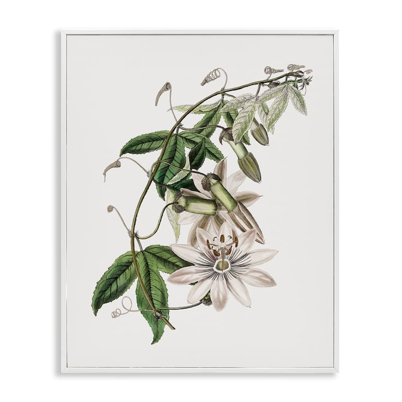 Stupell Vintage Lily Plant Framed Giclee Art Design By CAD Designs - 24 x 30 - White