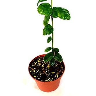 Shop Arabian Jasmine Plant Grand Duke Of Tuscany 4 Pot Overstock 17825043