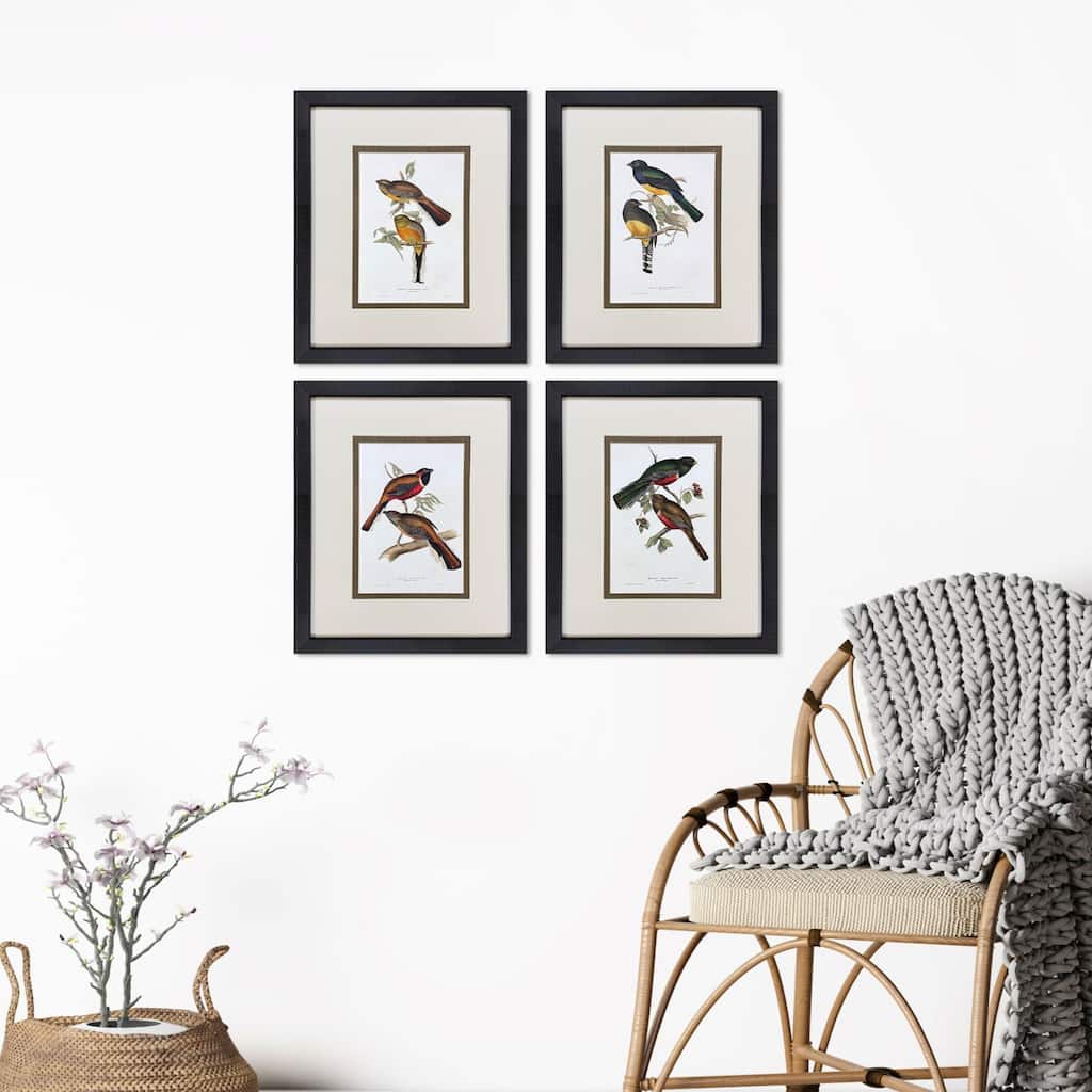 Paragon Elegant Trogons Framed Art - Set of 4