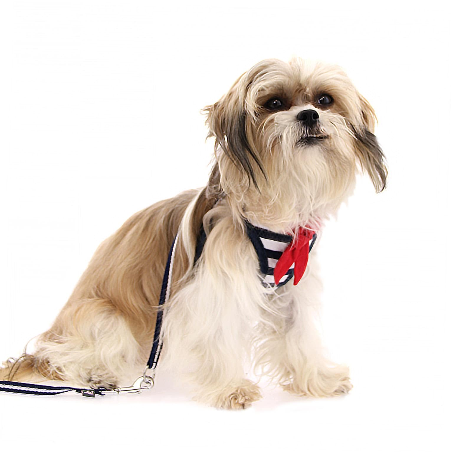 navy blue dog harness