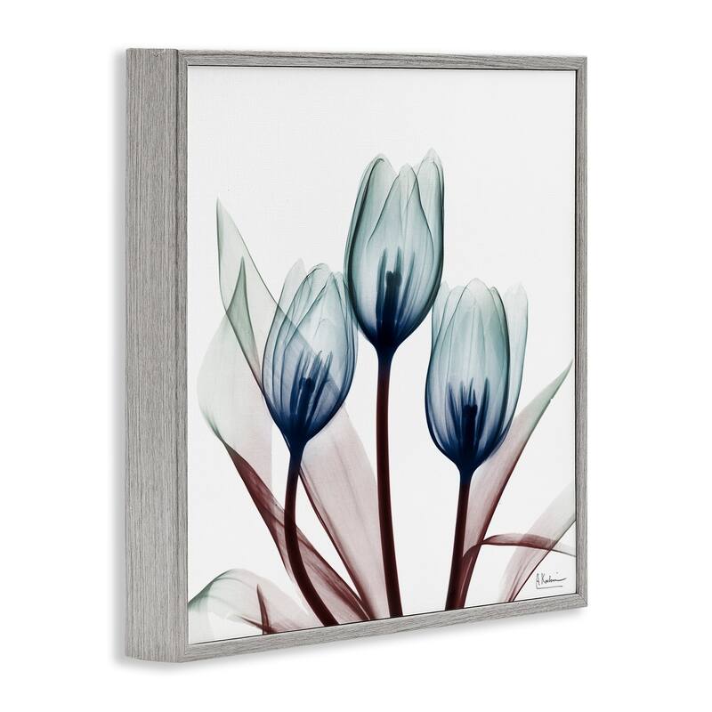 Stupell Chic Blue Translucent Tulips Framed Giclee Art Design By Albert Koetsier
