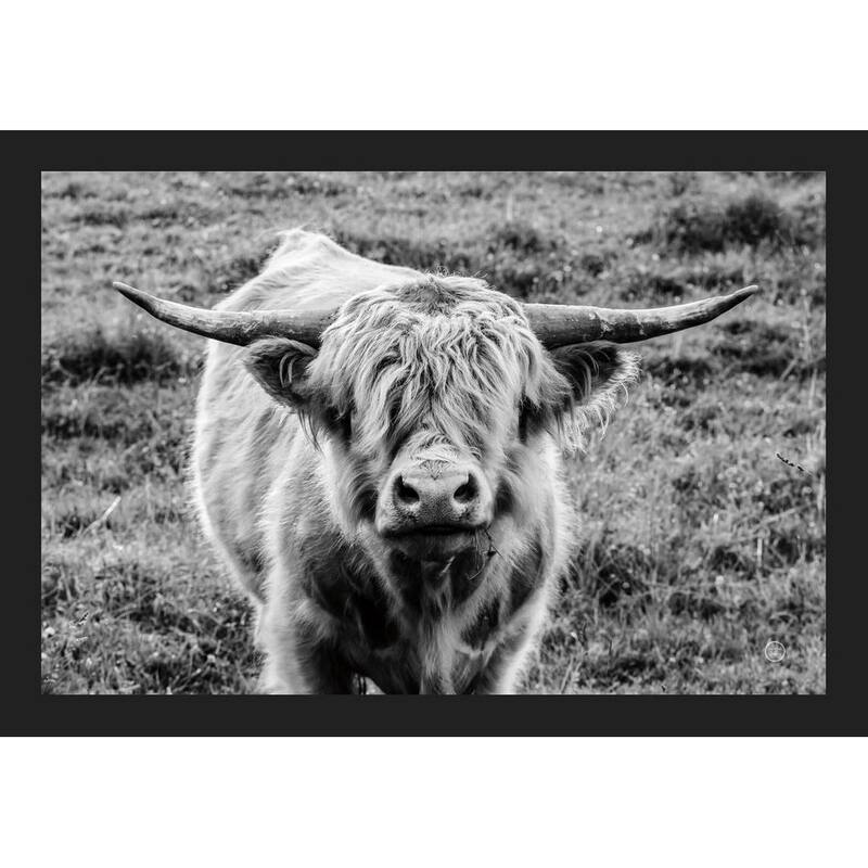 Highland Cow Staring Framed Poster