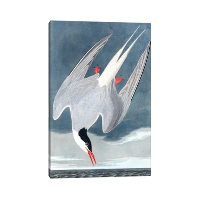 iCanvas "Arctic Tern, Sterna Paradisaea, from "The Birds of America", 1827-38 " by John James Audubon Canvas Print