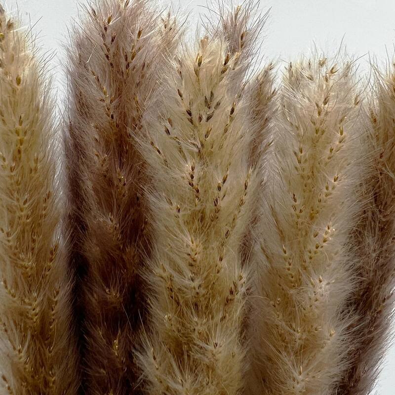 Bundle of 4 Preserved flowers Small pampass grass, 20" long - 20 inch