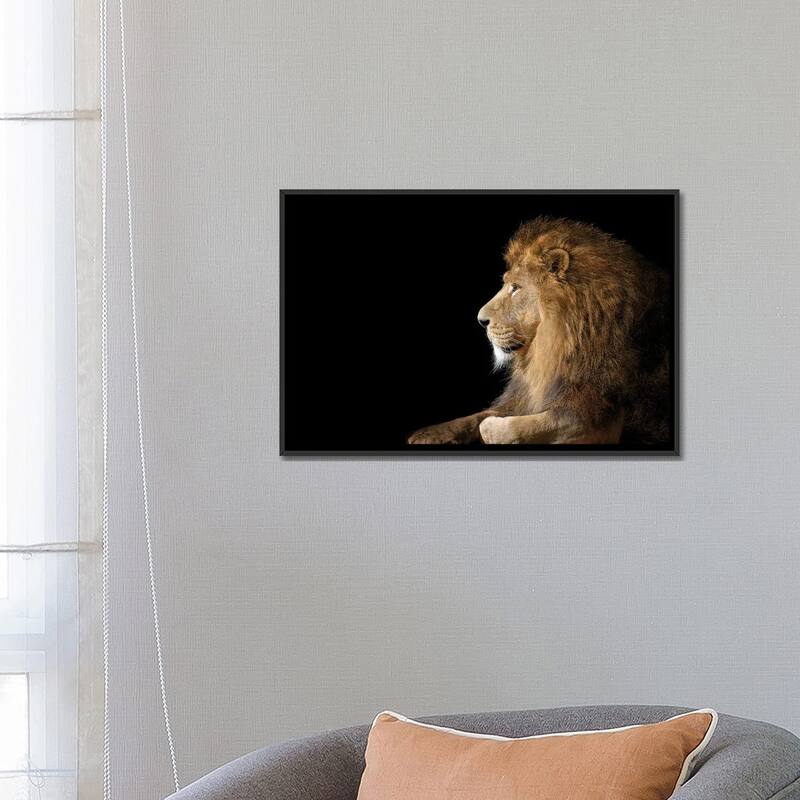 iCanvas "African Male Lion On Black" by Adrian Vieriu Framed