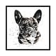 preview thumbnail 4 of 13, iCanvas "Black Frenchie" by EdsWatercolours Framed Ebony - 12x12