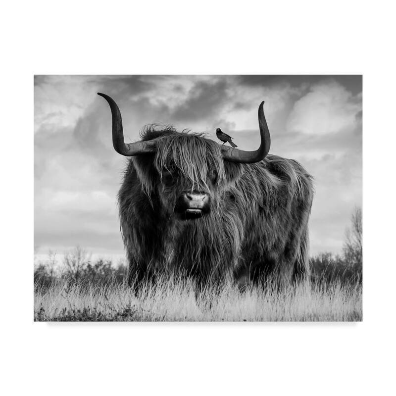 Ata Alishahi 'A Bull' Canvas Art