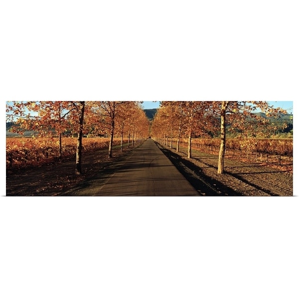 "Vineyards along a road, Beaulieu Vineyard, Napa Valley, California" Poster Print
