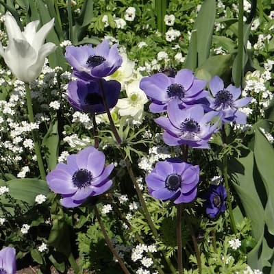 Colorful Anemone Poppy - Blue, Pink, White, Purple Flowers - 45 Bulbs - Attracts Butterflies, Bees & Hummingbirds - 45 Bulbs