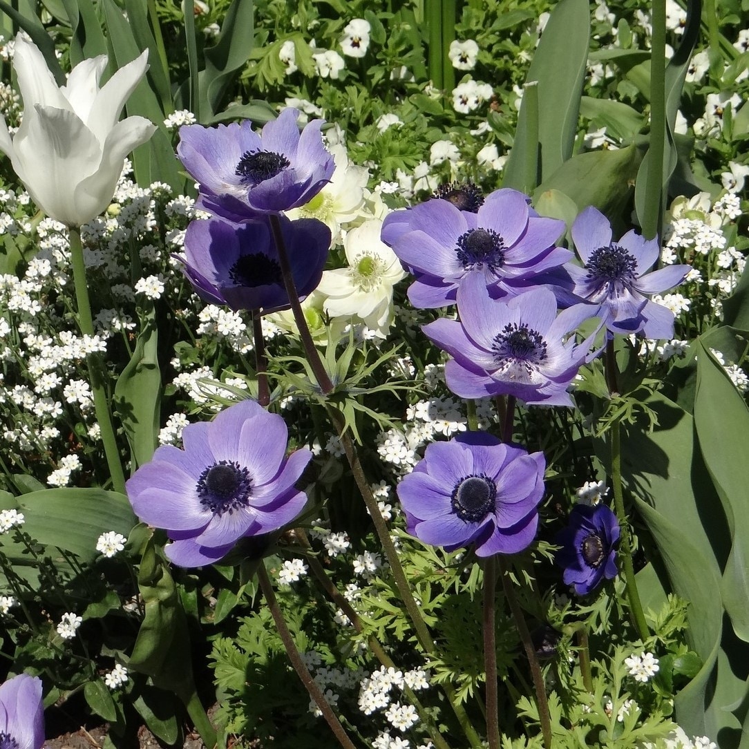Colorful Anemone Poppy - 45 Bulbs - Blue, Pink, White, Purple Flowers - Attracts Butterflies, Bees & Hummingbirds - 45 Bulbs