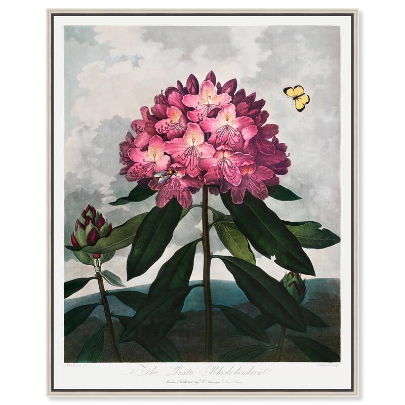 Pontic Rhododendron 1807 Canvas by Art Remedy - 36" x 45" - Silver