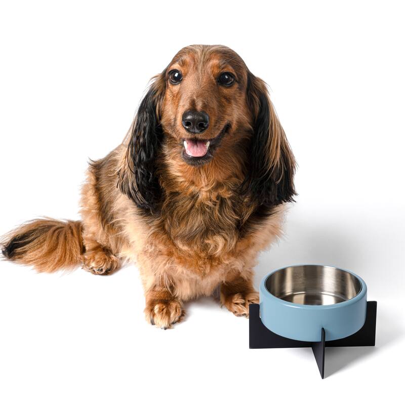 Intersecta Concrete & Steel Pet Feeder - 16oz with Metal Stand - Blue/Black